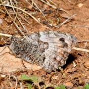 Hipparchia semele (Linnaeus, 1758) - Agreste