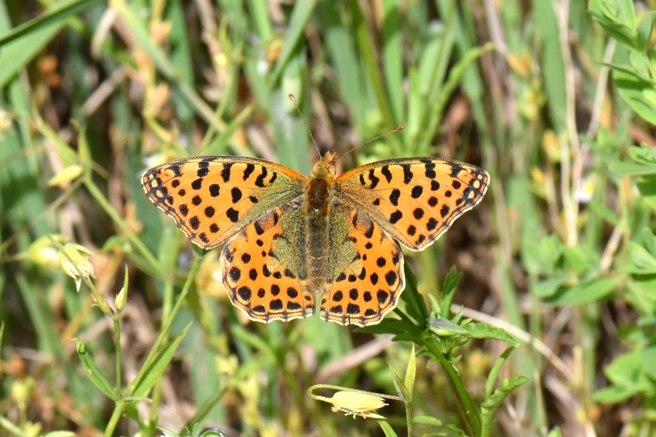 Issoria lathonia (Linnaeus, 1758) - Petit Nacré, Latonia