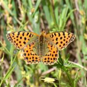 Issoria lathonia (Linnaeus, 1758) - Petit Nacré, Latonia