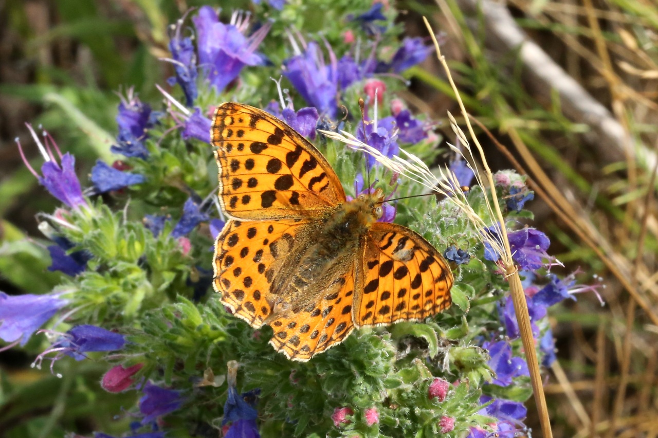 Issoria lathonia (Linnaeus, 1758) - Petit Nacré, Latonia