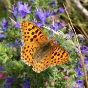 Issoria lathonia (Linnaeus, 1758) - Petit Nacré, Latonia