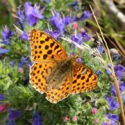 Issoria lathonia (Linnaeus, 1758) - Petit Nacré, Latonia