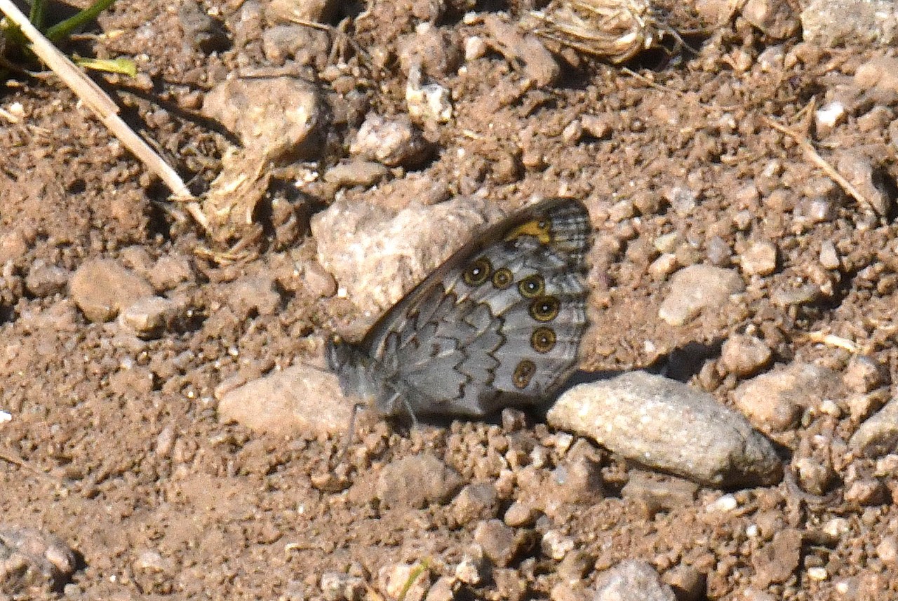 Lasiommata maera (Linnaeus, 1758) - Némusien (= mâle), Ariane (= femelle)