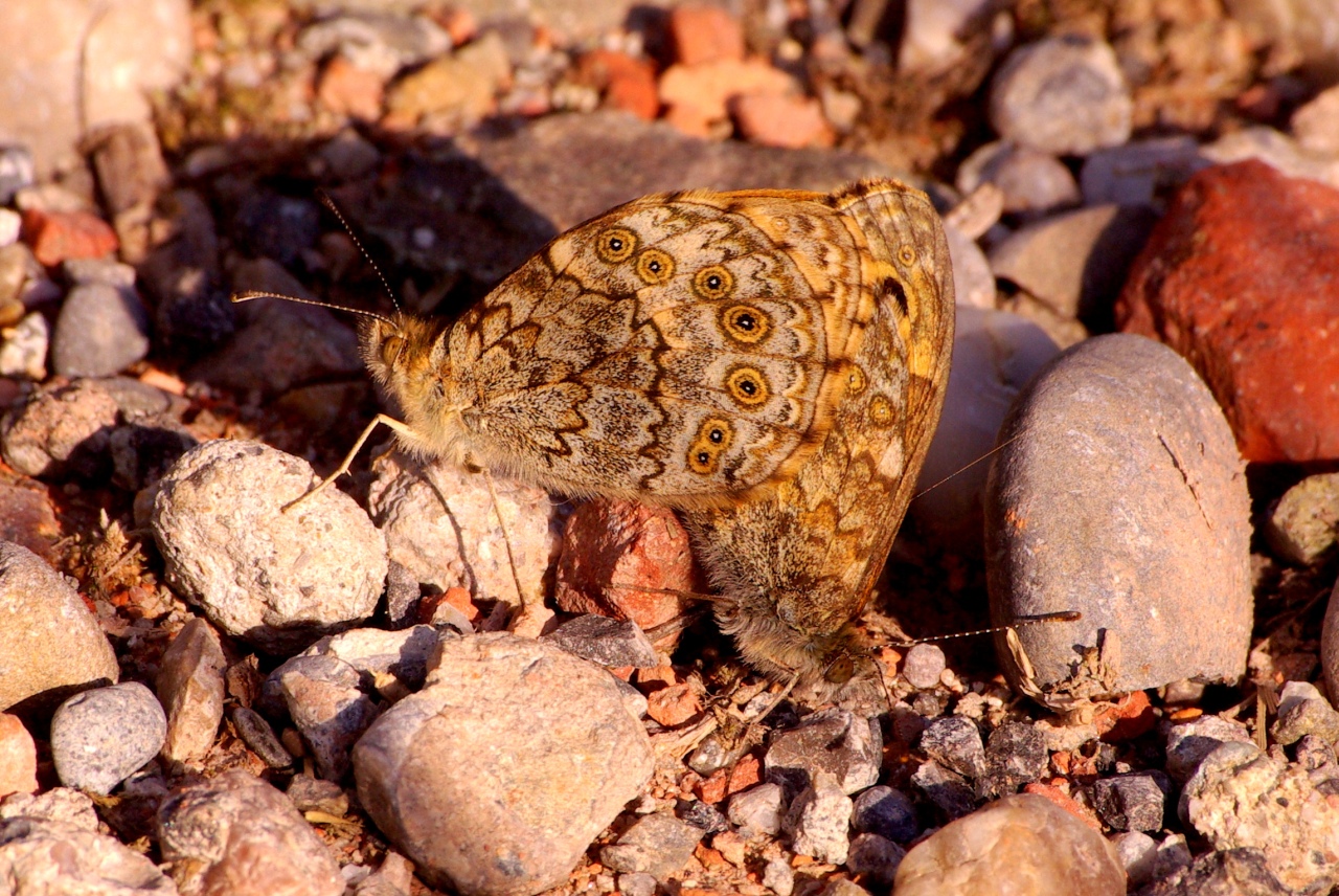 Lasiommata megera (Linnaeus, 1767) - Mégère, Satyre 