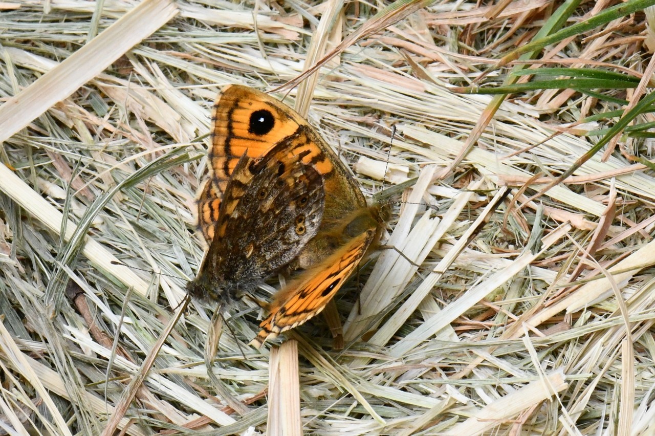 Lasiommata megera (Linnaeus, 1767) - Mégère, Satyre (accouplement)