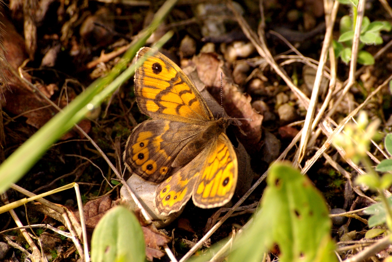 Lasiommata megera (Linnaeus, 1767) - Mégère (femelle)