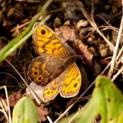 Lasiommata megera (Linnaeus, 1767) - Mégère (femelle)