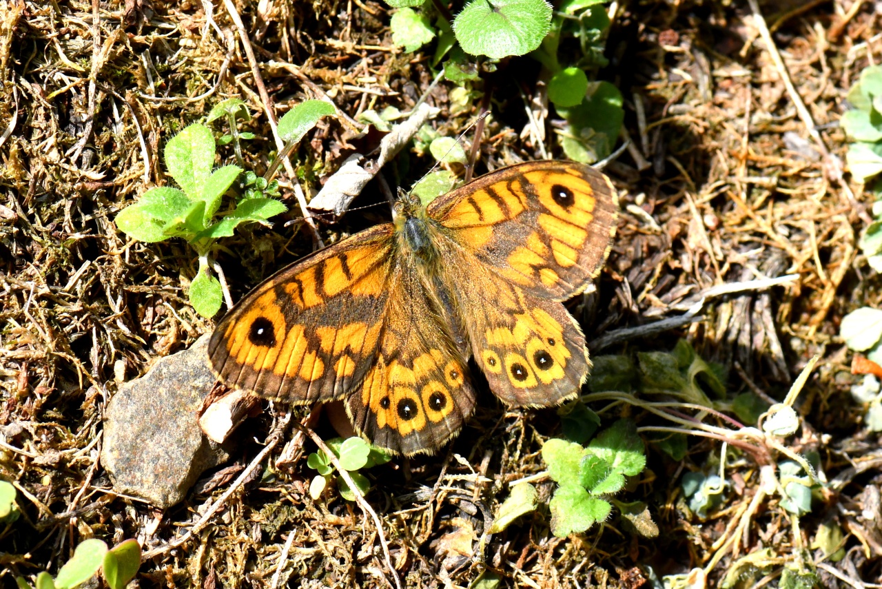 Lasiommata megera (Linnaeus, 1767) - Satyre (mâle)