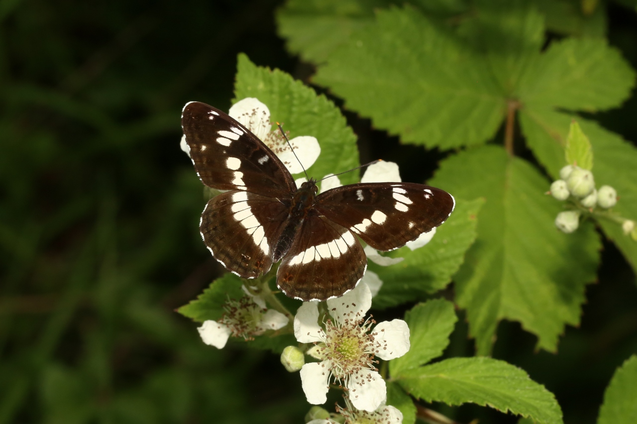 Limenitis camilla (Linnaeus, 1764) - Petit Sylvain, Petit Sylvain azuré, Deuil