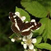 Limenitis camilla (Linnaeus, 1764) - Petit Sylvain, Petit Sylvain azuré, Deuil