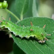 Limenitis camilla (Linnaeus, 1758) - Petit Sylvain (chenille)