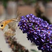 Maniola jurtina (Linnaeus, 1758) - Myrtil, Jurtine (femelle)