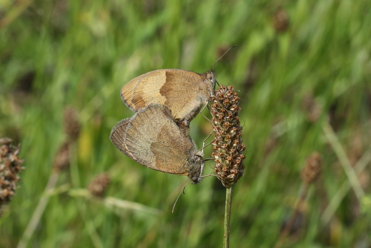 Maniola jurtina (Linnaeus, 1758) - Myrtil, Jurtine (accouplement)