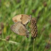 Maniola jurtina (Linnaeus, 1758) - Myrtil, Jurtine (accouplement)