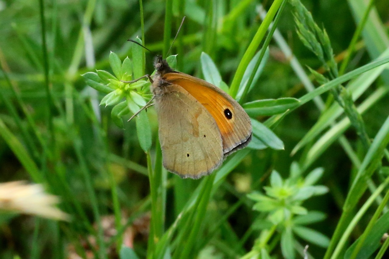 Maniola jurtina (Linnaeus, 1758) - Myrtil, Jurtine (mâle)