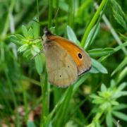 Maniola jurtina (Linnaeus, 1758) - Myrtil, Jurtine (mâle)