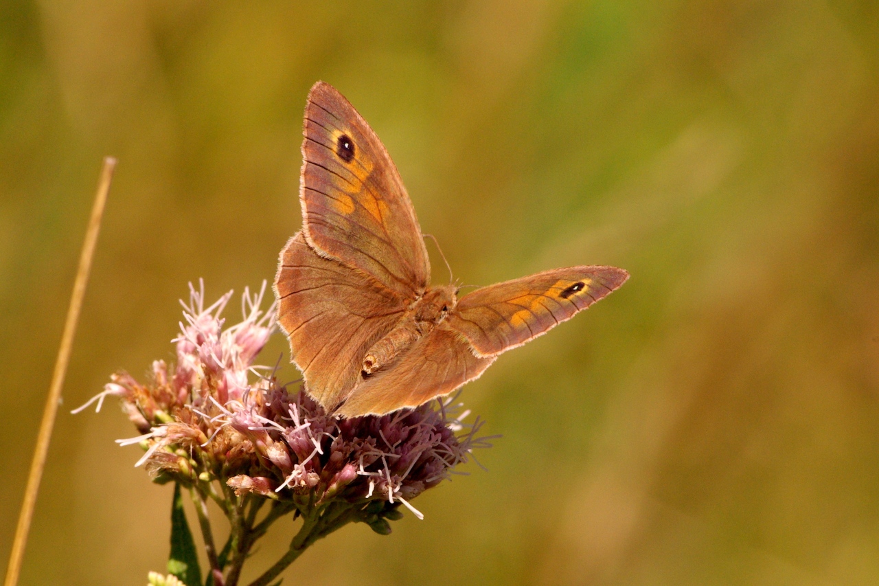 Maniola jurtina (Linnaeus, 1758) - Myrtil, Jurtine