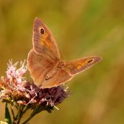 Maniola jurtina (Linnaeus, 1758) - Myrtil, Jurtine