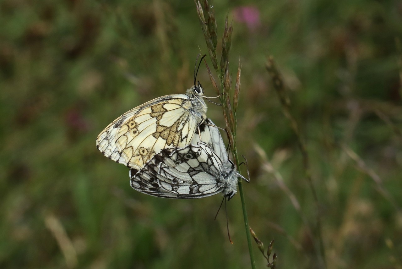 Melanargia galathea (Linnaeus, 1758) - Demi-Deuil (accouplement)