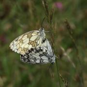 Melanargia galathea (Linnaeus, 1758) - Demi-Deuil (accouplement)