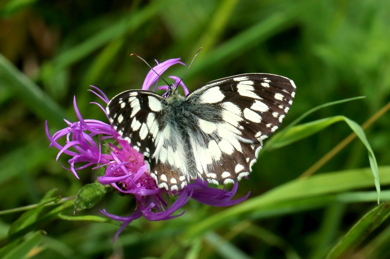 Melanargia galathea (Linnaeus, 1758) - Demi-Deuil