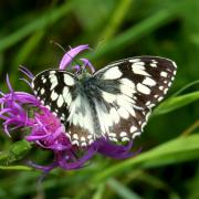 Melanargia galathea (Linnaeus, 1758) - Demi-Deuil