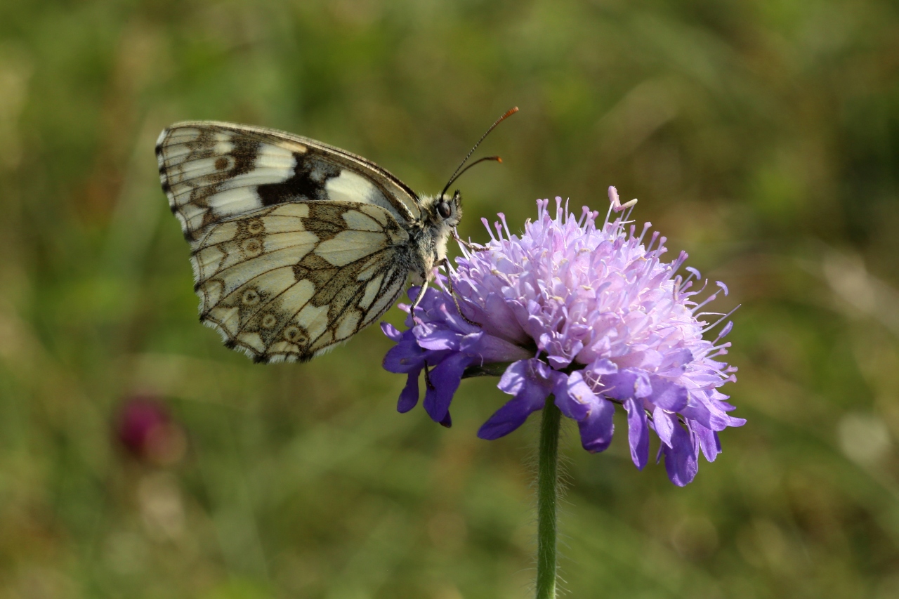 Melanargia galathea (Linnaeus, 1758) - Demi-Deuil