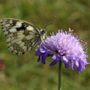 Melanargia galathea (Linnaeus, 1758) - Demi-Deuil