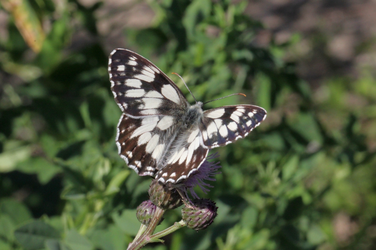 Melanargia galathea (Linnaeus, 1758) - Demi-Deuil