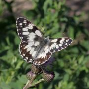 Melanargia galathea (Linnaeus, 1758) - Demi-Deuil