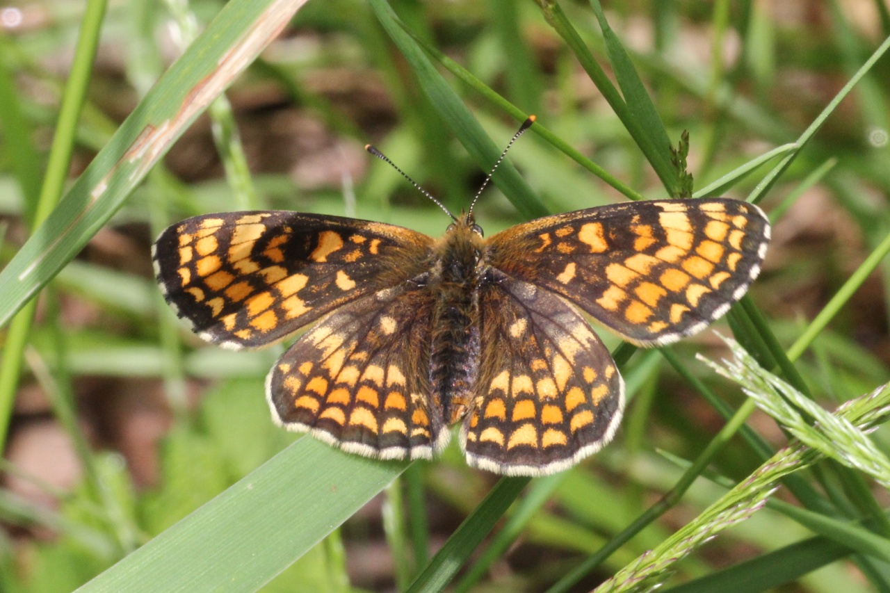 Melitaea athalia (Rottemburg, 1775) - Mélitée du Mélampyre, Damier Athalie