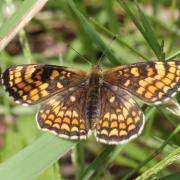 Melitaea athalia (Rottemburg, 1775) - Mélitée du Mélampyre, Damier Athalie