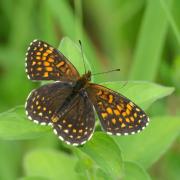 Melitaea diamina (Lang, 1789) - Damier noir, Mélitée noirâtre