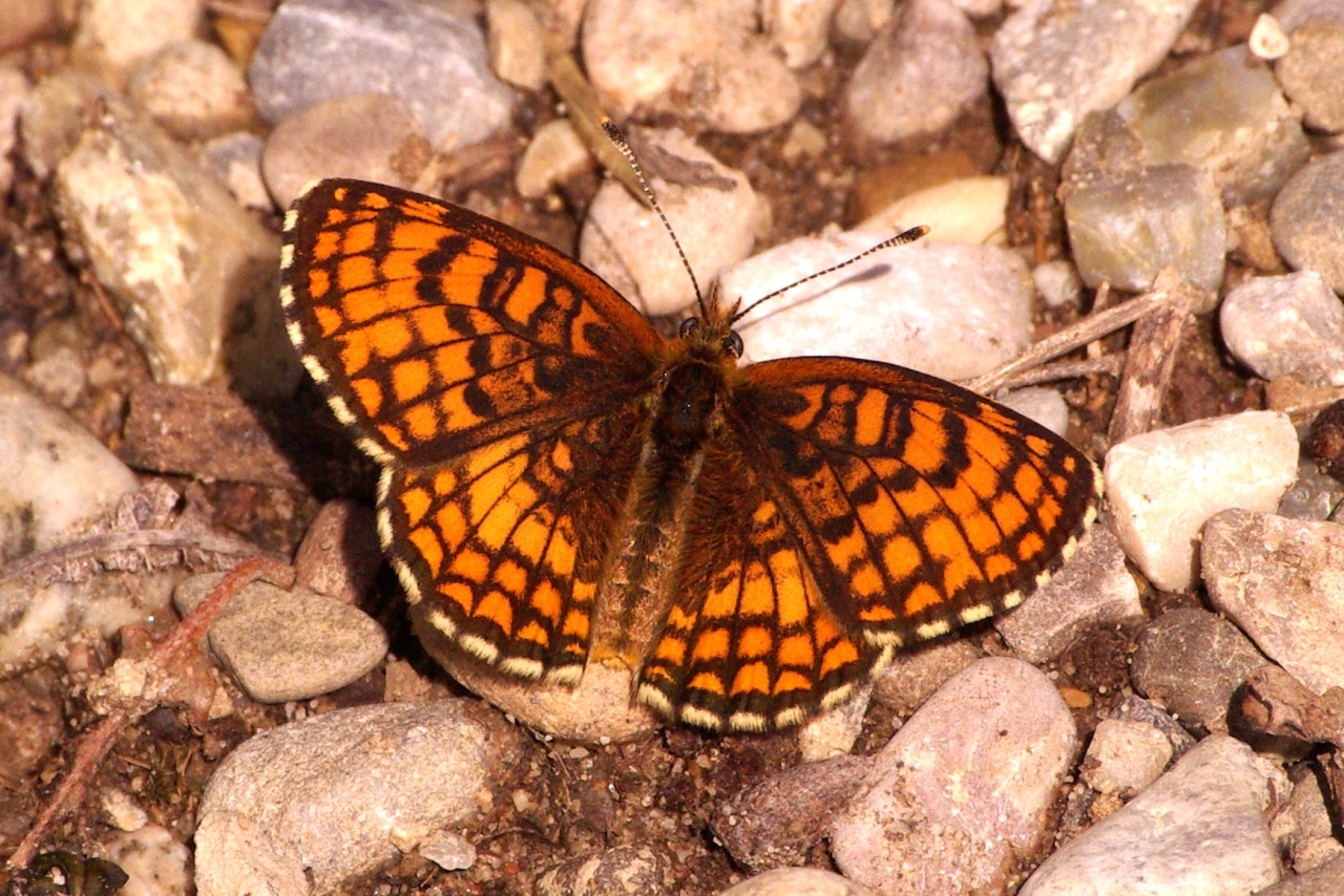 Melitaea parthenoides Keferstein, 1851 - Mélitée de la Lancéole, Mélitée des Scabieuses 