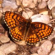 Melitaea parthenoides Keferstein, 1851 - Mélitée de la Lancéole, Mélitée des Scabieuses 