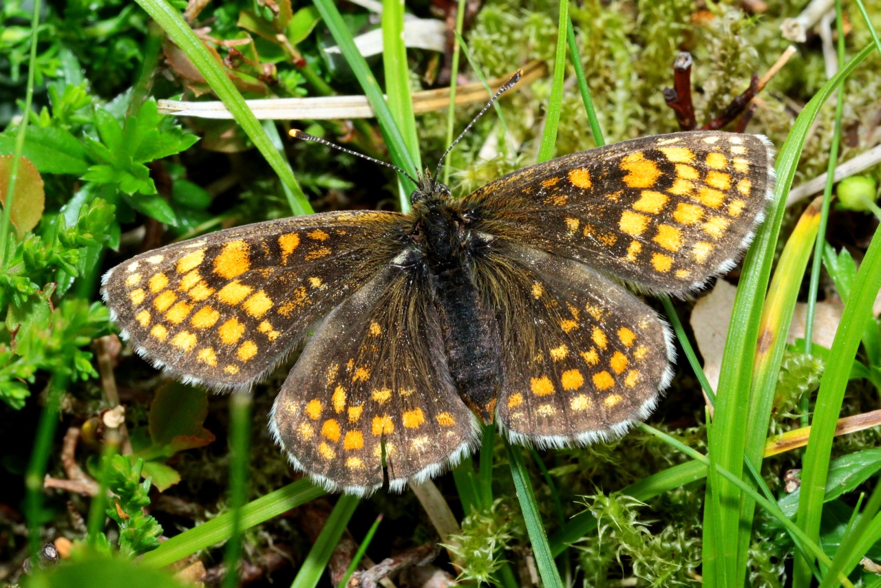 Melitaea athalia (Rottemburg, 1775) - Mélitée du Mélampyre, Damier Athalie (femelle)