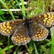 Melitaea athalia (Rottemburg, 1775) - Mélitée du Mélampyre, Damier Athalie (femelle)