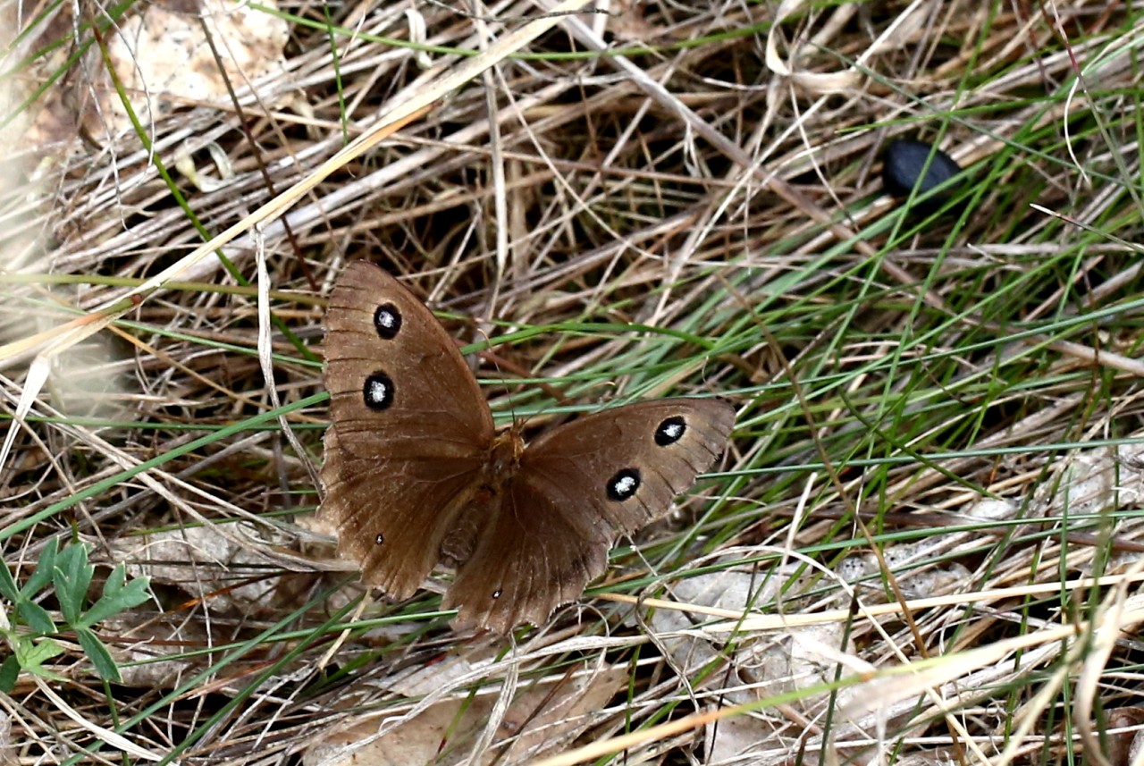 Minois dryas (Scopoli, 1763) - Grand Nègre des bois, Dryade