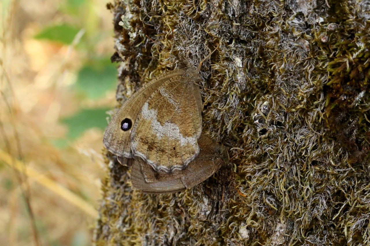 Minois dryas (Scopoli, 1763) - Grand Nègre des bois, Dryade (accouplement)