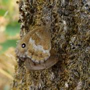 Minois dryas (Scopoli, 1763) - Grand Nègre des bois, Dryade (accouplement)