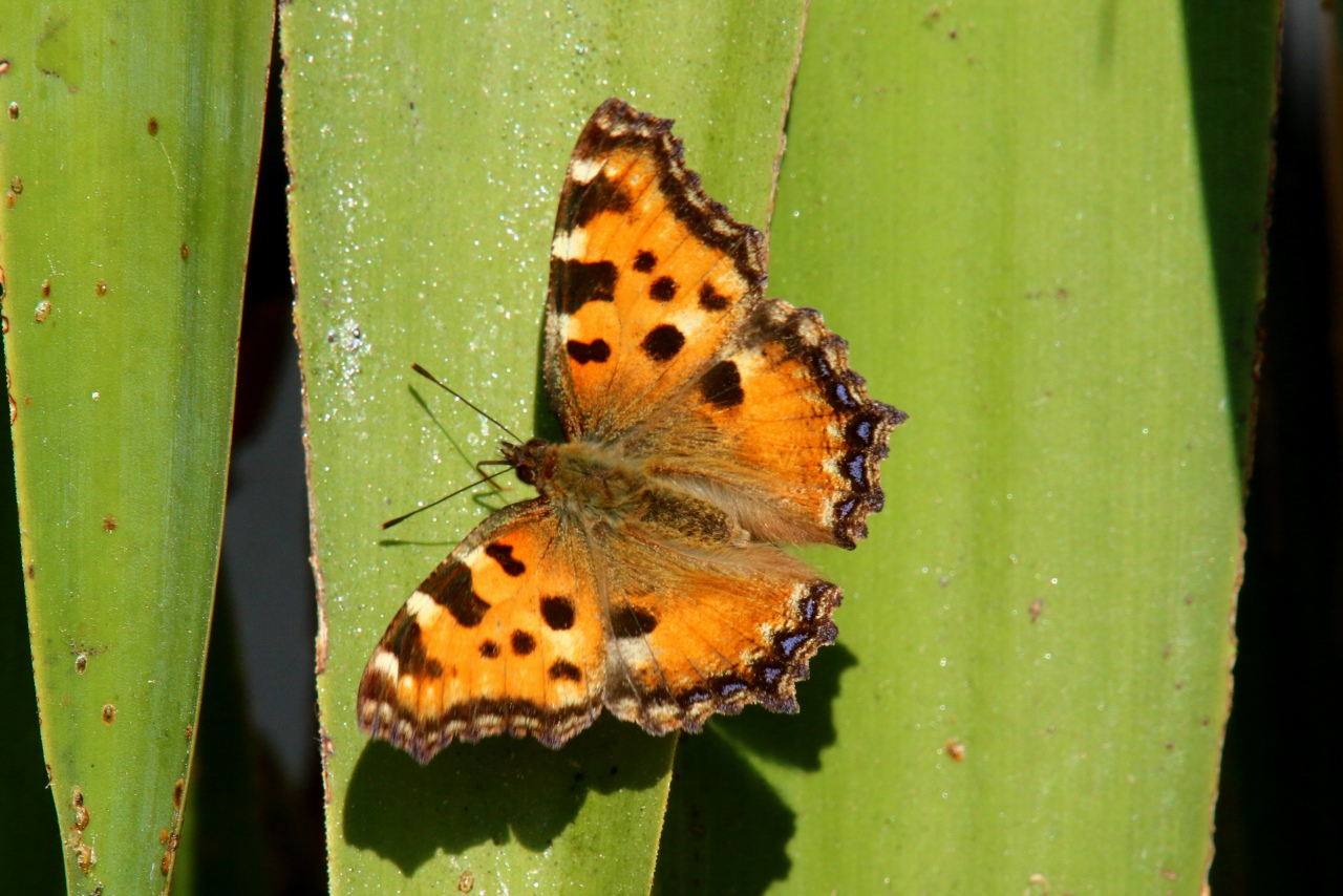 Nymphalis polychloros (Linnaeus, 1758) - Grande Tortue, Vanesse de l'Orme