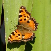 Nymphalis polychloros (Linnaeus, 1758) - Grande Tortue, Vanesse de l'Orme