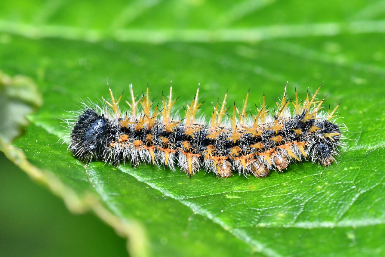 Nymphalis polychloros (Linnaeus, 1758) - Grande Tortue, Vanesse de l'Orme (chenille)