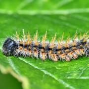 Nymphalis polychloros (Linnaeus, 1758) - Grande Tortue, Vanesse de l'Orme (chenille)