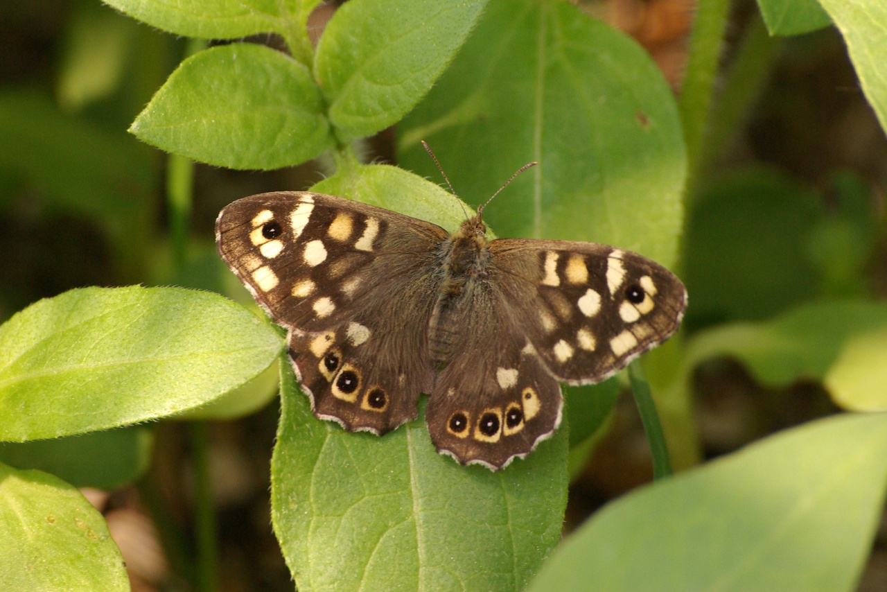 Pararge aegeria (Linnaeus, 1758) - Tircis, Argus des bois