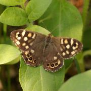 Pararge aegeria (Linnaeus, 1758) - Tircis, Argus des bois