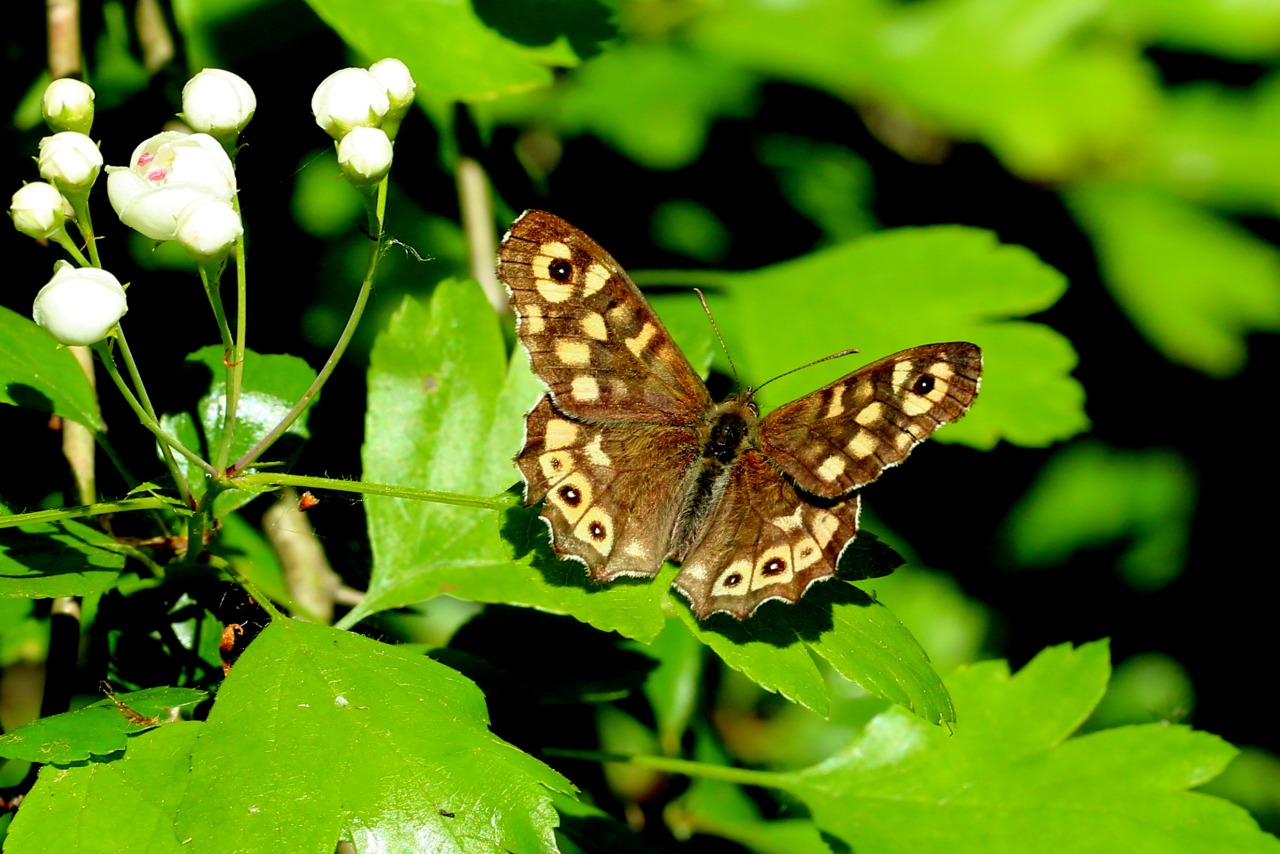 Pararge aegeria (Linnaeus, 1758) - Tircis, Argus des bois