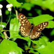 Pararge aegeria (Linnaeus, 1758) - Tircis, Argus des bois
