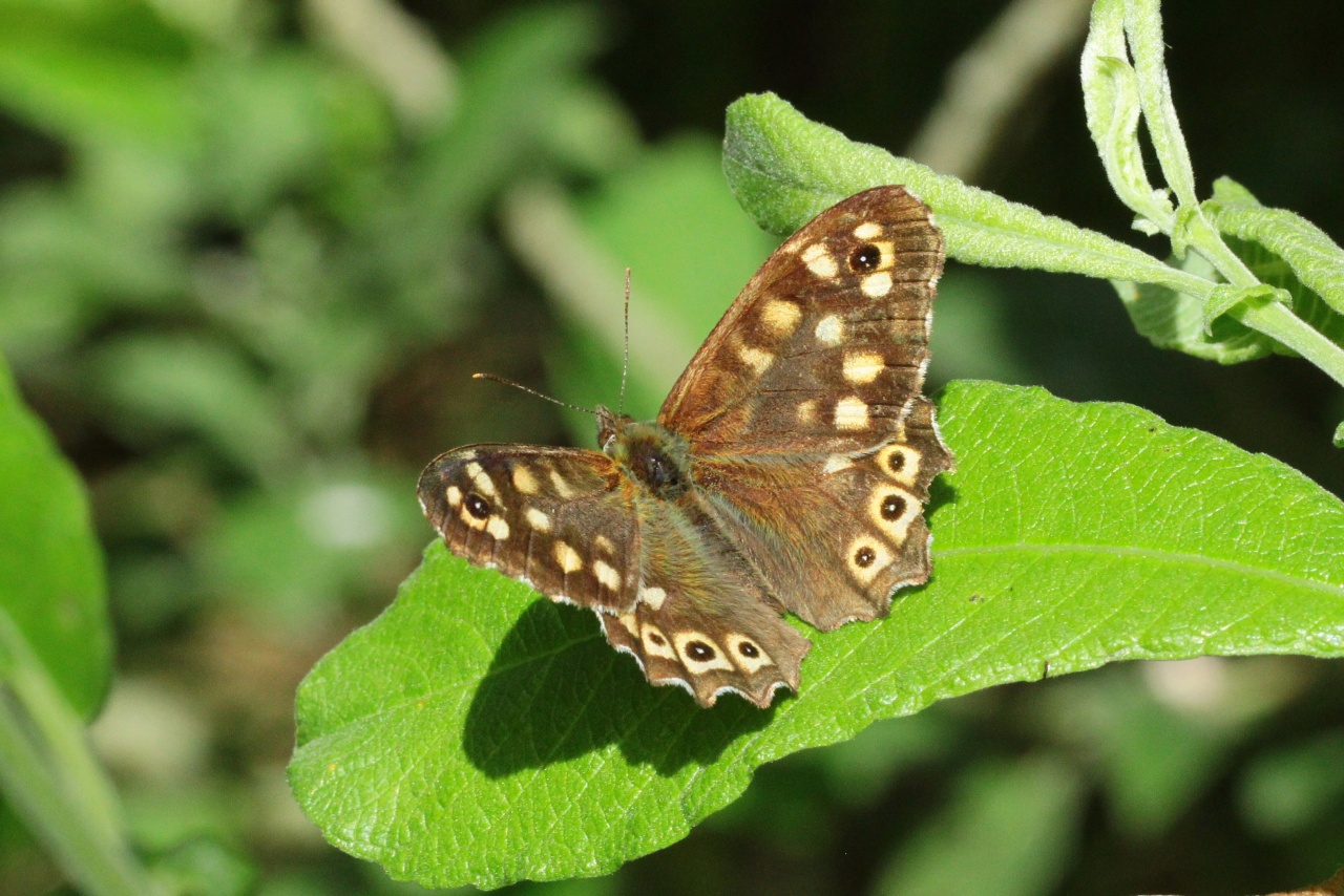 Pararge aegeria (Linnaeus, 1758) - Tircis, Argus des bois