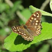 Pararge aegeria (Linnaeus, 1758) - Tircis, Argus des bois